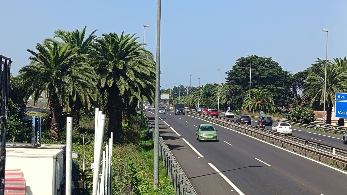 La cara oculta del tercer carril de la TF-5 en Guamasa: decenas de árboles y palmeras, en riesgo de desaparecer