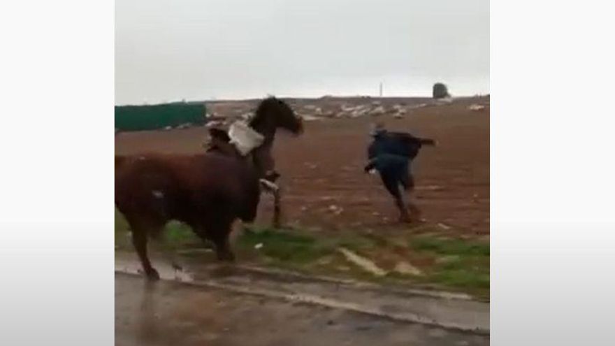 "Terrible" encierro en Torija (Guadalajara): un toro cornea varias veces a un caballo sin protección