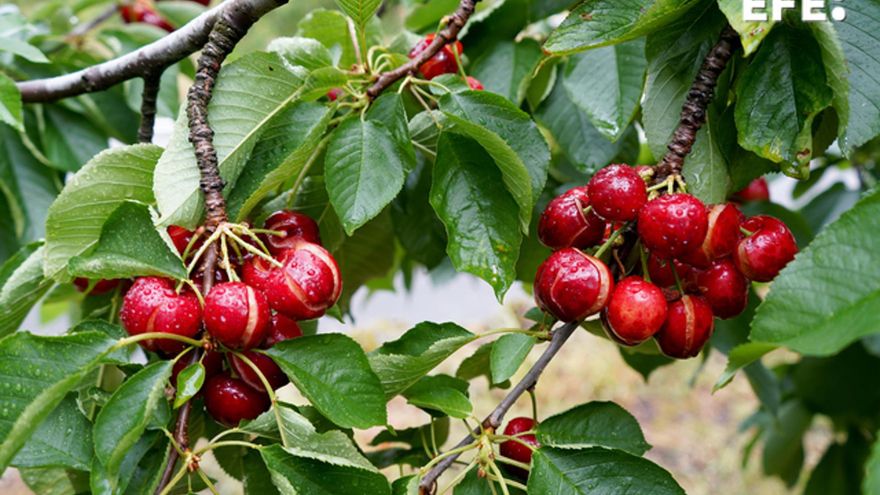 Las lluvias en esta época son las "aguafiestas" del Jerte, que suspende la de la Cereza