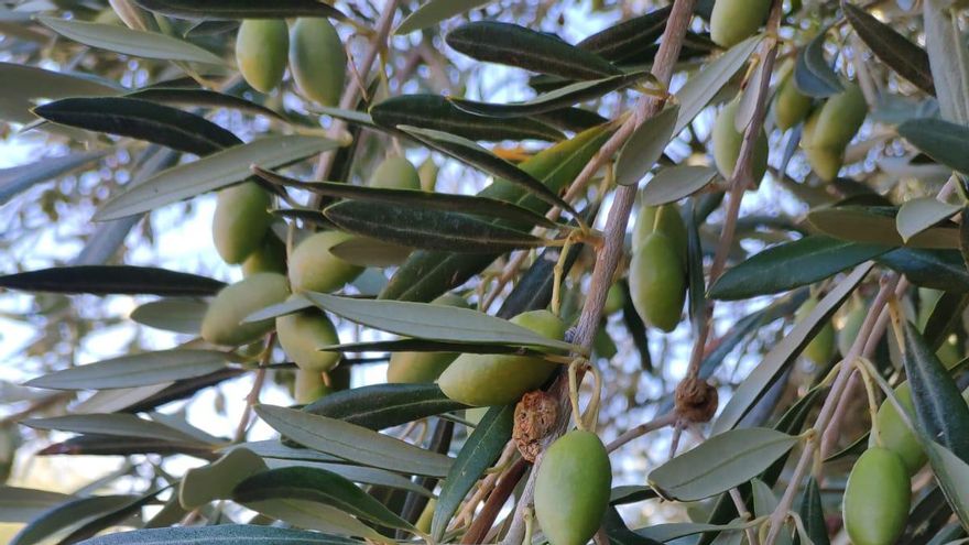 La Denominación de Origen Montes de Toledo hace una apuesta por la recolección temprana del fruto