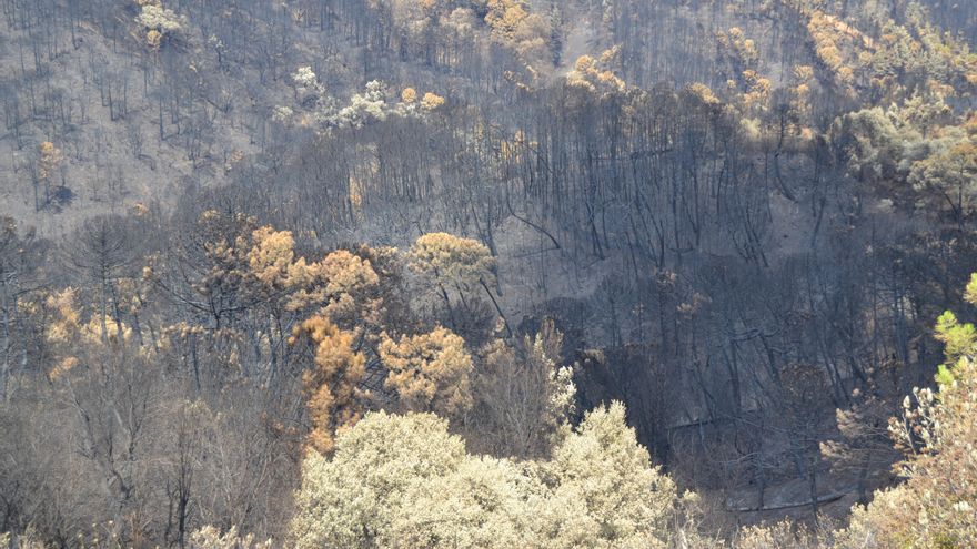 Una zona de Sierra Bermeja donde se observa la diferente afectación del fuego | N.C.