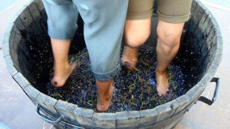 César Sánchez / ICAL XVI Campeonato de Pisada de Uva por parejas en la Fiesta de la Vendimia de Cacabelos