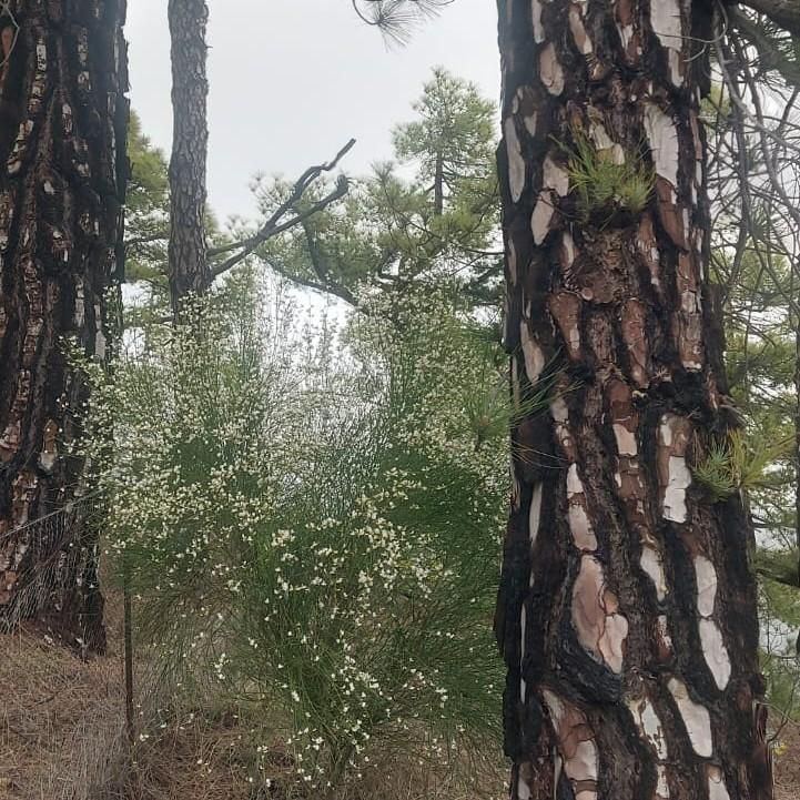 El color blanco también resalta entre el amarillo y los pinares.  Compitiendo en colorido amarillo con el corazoncillo, aparece la gacia (Teline stenopetala) en algunas zonas.