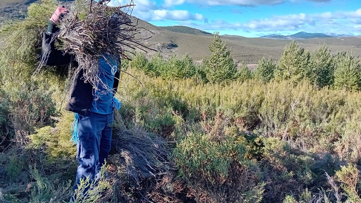 Aprovechamiento del brezo en Valdavido, Cabrera.