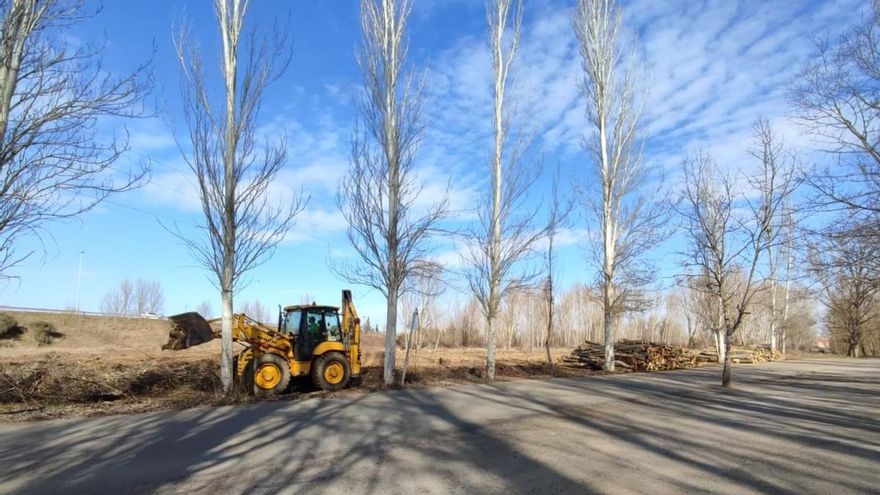 'Ecologistas' denuncia la tala "clandestina" de chopos en La Candamia de León y las administraciones rechazan responsabilidad
