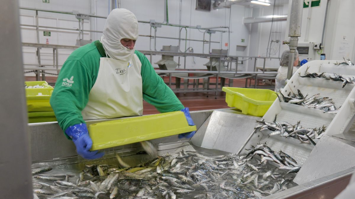 Un trabajador descargando una caja de anchoas.