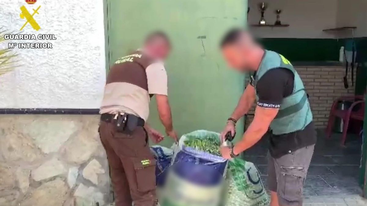 Dos detenidos por robar 30 toneladas de aceitunas en el Aljarafe de Sevilla