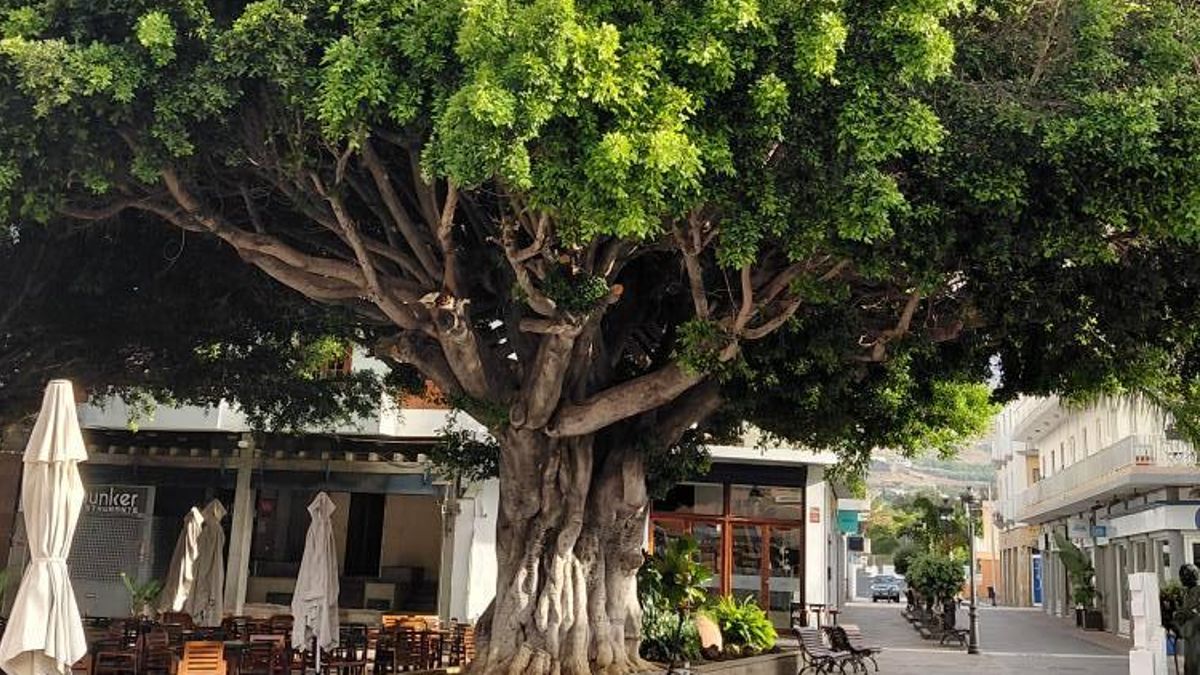 Nuevos ‘brotes verdes’  en los icónicos laureles de Indias de Los Llanos de Aridane