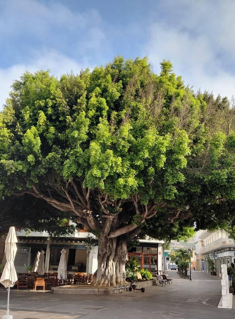 Nuevos brotes verdes en los laureles de la Plaza  de España de Los Llanos de Aridane. Foto: MVH