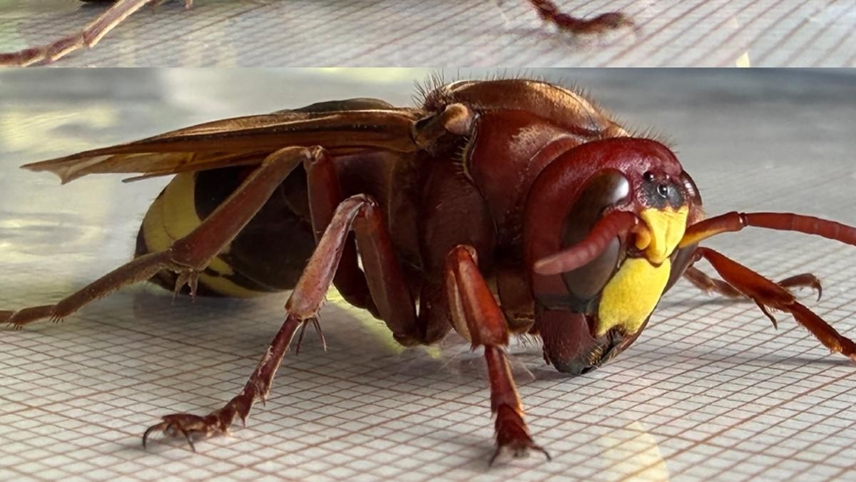 Imagen de una Vespa Orientalis.