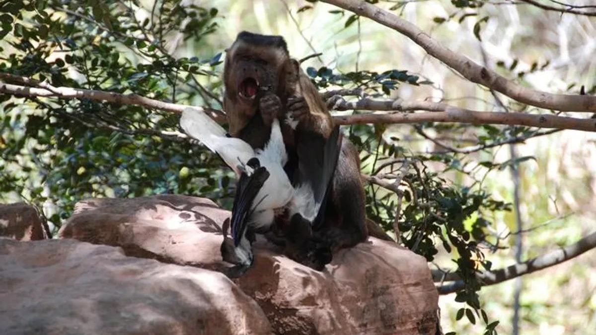 Un estudio revela que los monos capuchinos se lanzan a comer carne cuando las frutas escasean