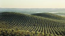 Olivar