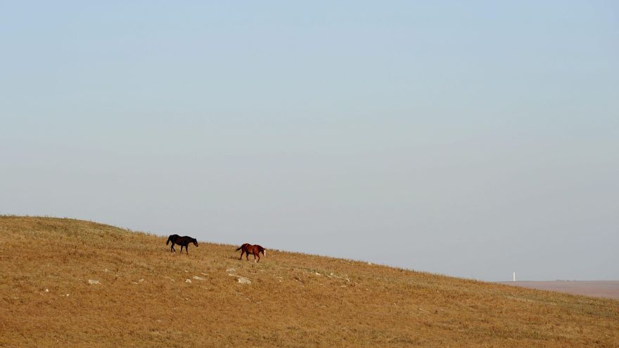 Un estudio cifra en un 1% los caballos del planeta en semilibertad