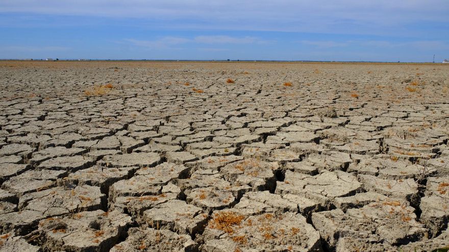 Los arroceros de Sevilla no van a sembrar "nada" esta temporada: "El sector no aguanta más"