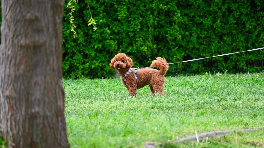 Un adiestrador canino explica qué significa que tu perro tire de la correa: “Es una falta de equilibrio en su rutina”