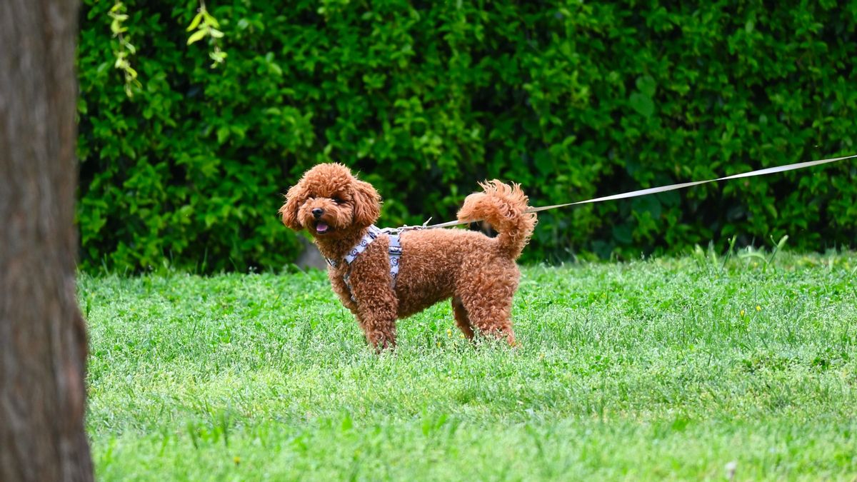Un adiestrador canino explica qué significa que tu perro tire de la correa: “Es una falta de equilibrio en su rutina”