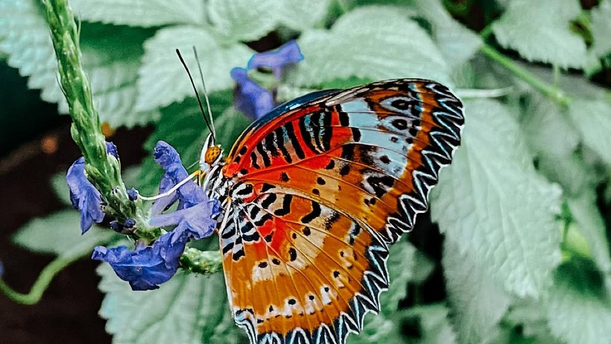 Las mariposas despistan con ilusiones ópticas en pleno vuelo a las aves