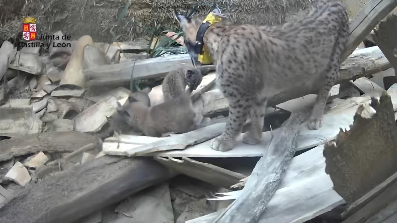 La lince Virgo, grabada en mayo con dos miembros de su primera camada de cachorros en Palencia.