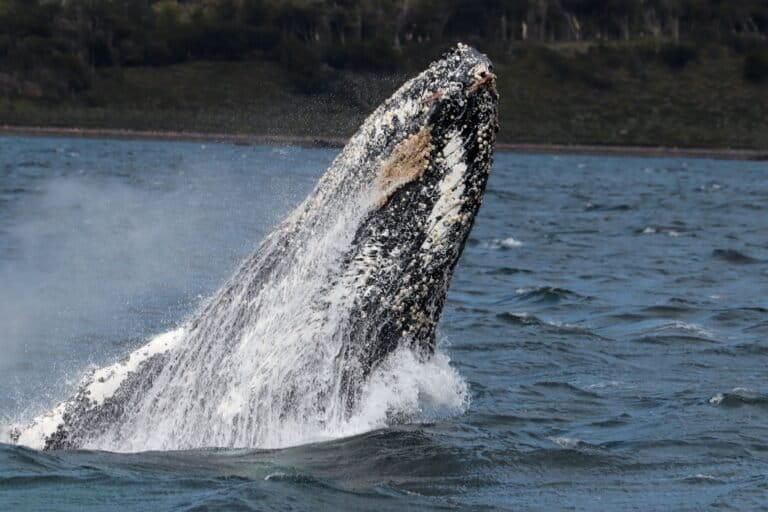 Las ballenas jorobadas regresan al Canal Beagle tras un largo proceso de conservación. Foto: cortesía Sebastián Dirube