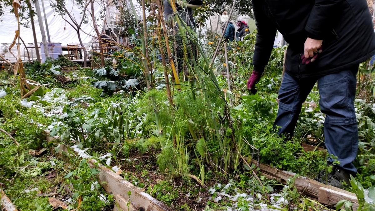 Recolectando en el huerto del solar