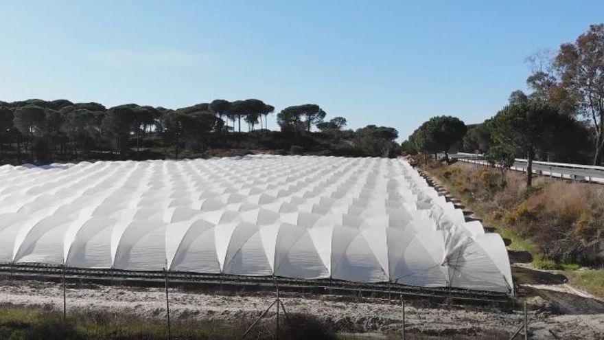 WWF alerta de que la mayoría de cultivos que regularizará la ley del PP en Doñana no se han regado nunca de manera legal