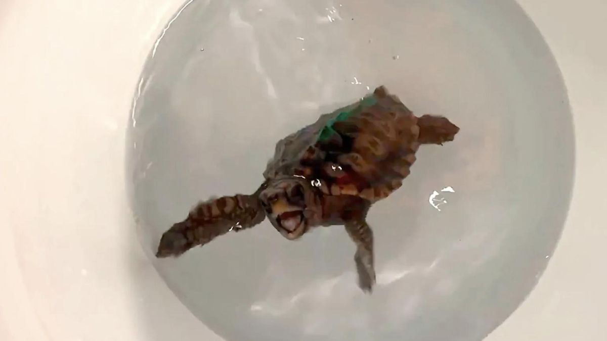 Las tortugas bobas muestran una habilidad asombrosa para orientarse gracias al campo magnético terrestre y sus movimientos lo confirman