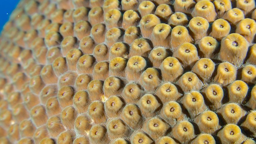 Colombia anuncia en la Cumbre del Océano la creación de nueva reserva marina en el Caribe