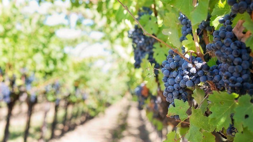 La cosecha vitivinícola en Gran Canaria produjo 275.016 kilos de uva en 2021