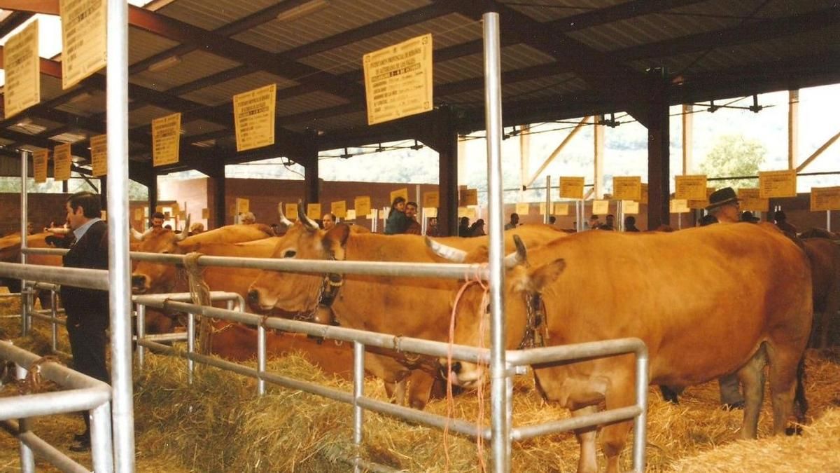 Cancelado el Certamen de Asturiana de los Valles en Villablino por la alerta sanitaria que afecta al vacuno