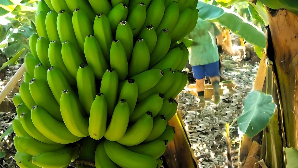 Piña de plátano en una finca de La Palma.
