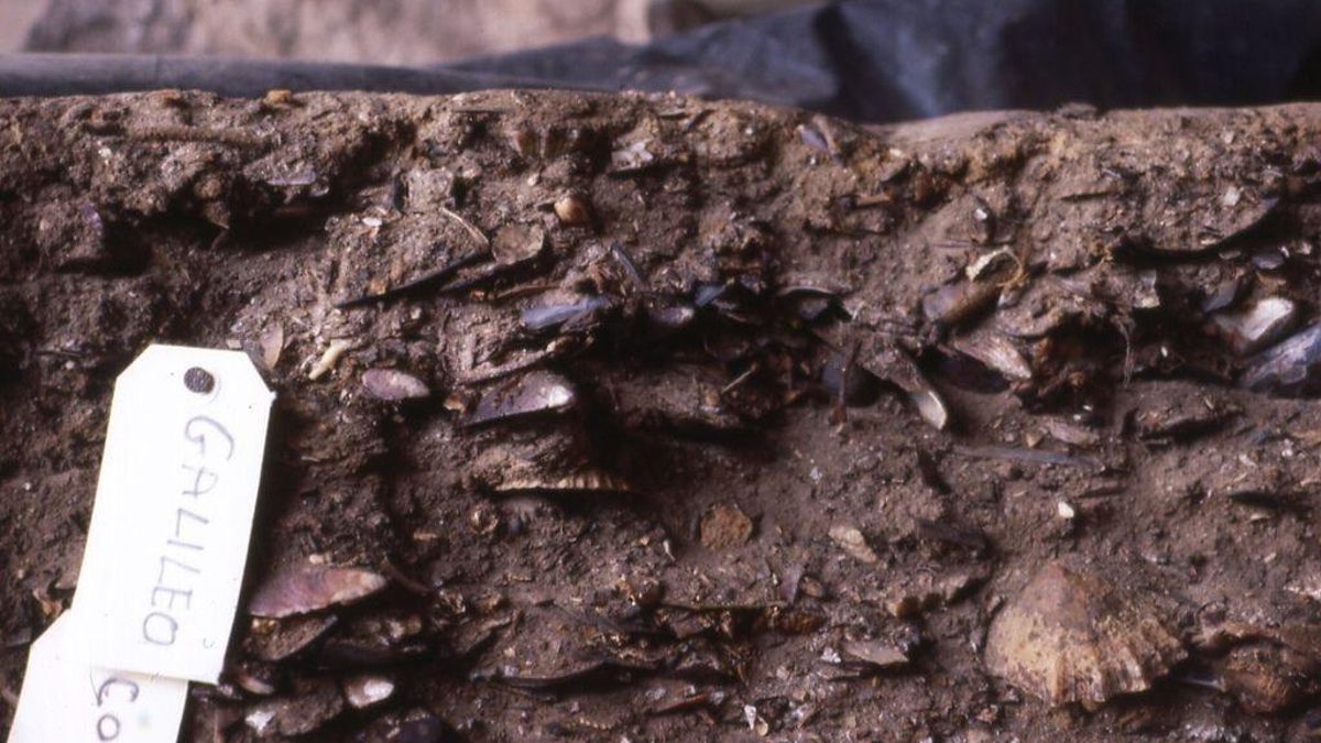Las conchas dominan el subsuelo hasta grandes profundidades