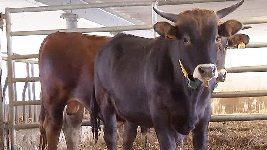 El Gobierno incluye a la vaca mantequera leonesa en el Catálogo Oficial de Razas de Ganado de España