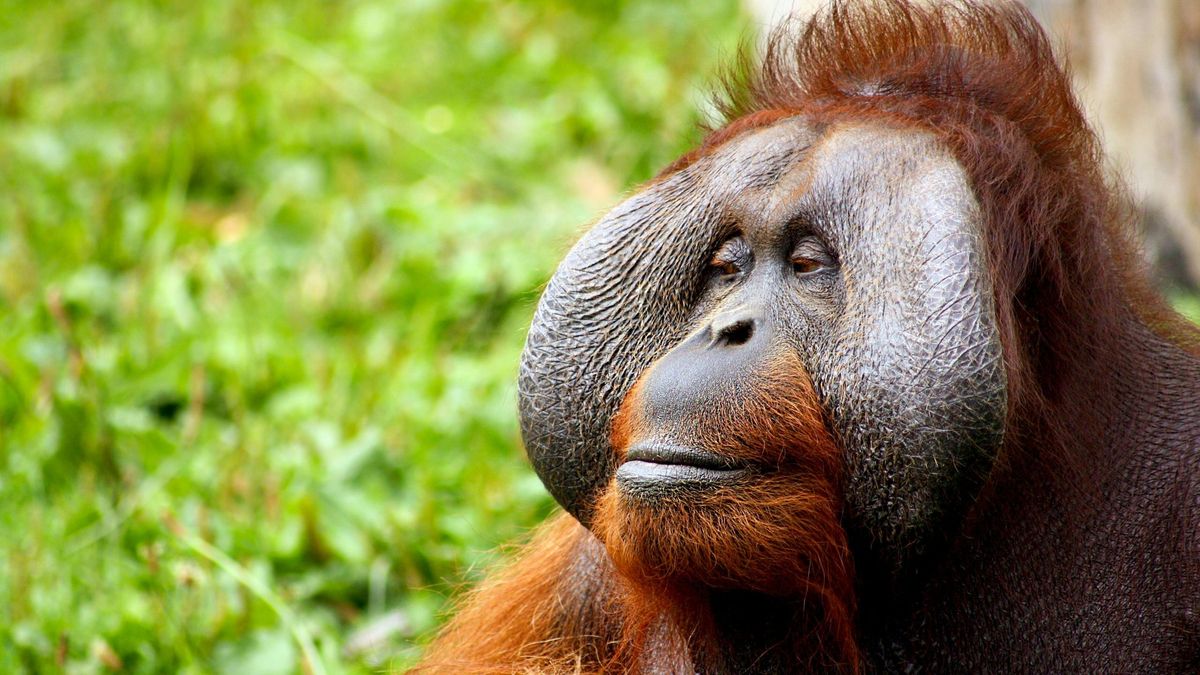 Las vocalizaciones de una orangután salvaje revelaron una estructura sonora repetida con precisión