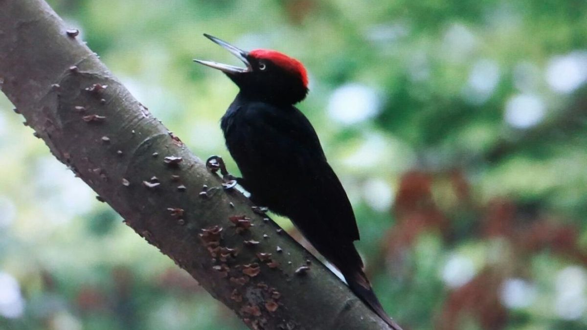 Denuncian ante la Fiscalía de Bizkaia "el tiroteo y muerte" de un pájaro 'picamaderas' negro en Zaratamo