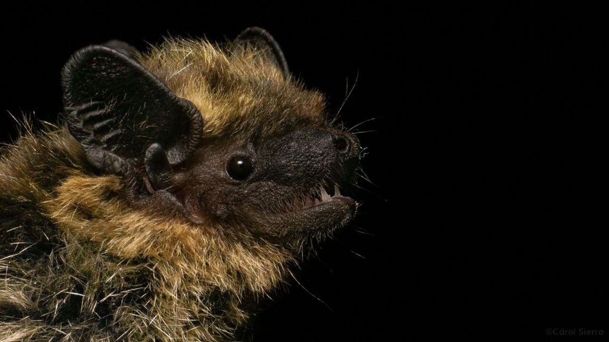 Del círculo polar ártico al Pirineo: descubren en Cataluña un murciélago nunca visto en la península ibérica
