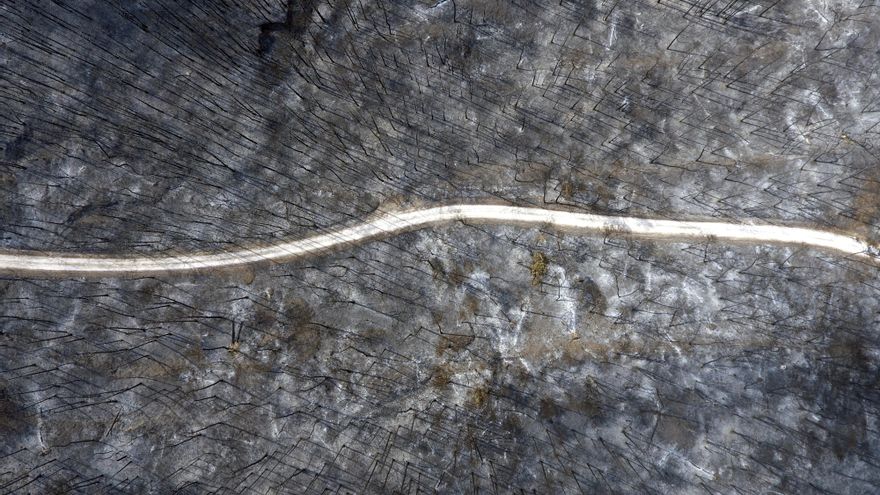 Árboles calcinados en una zona boscosa cercana al término municipal de Bellprat.