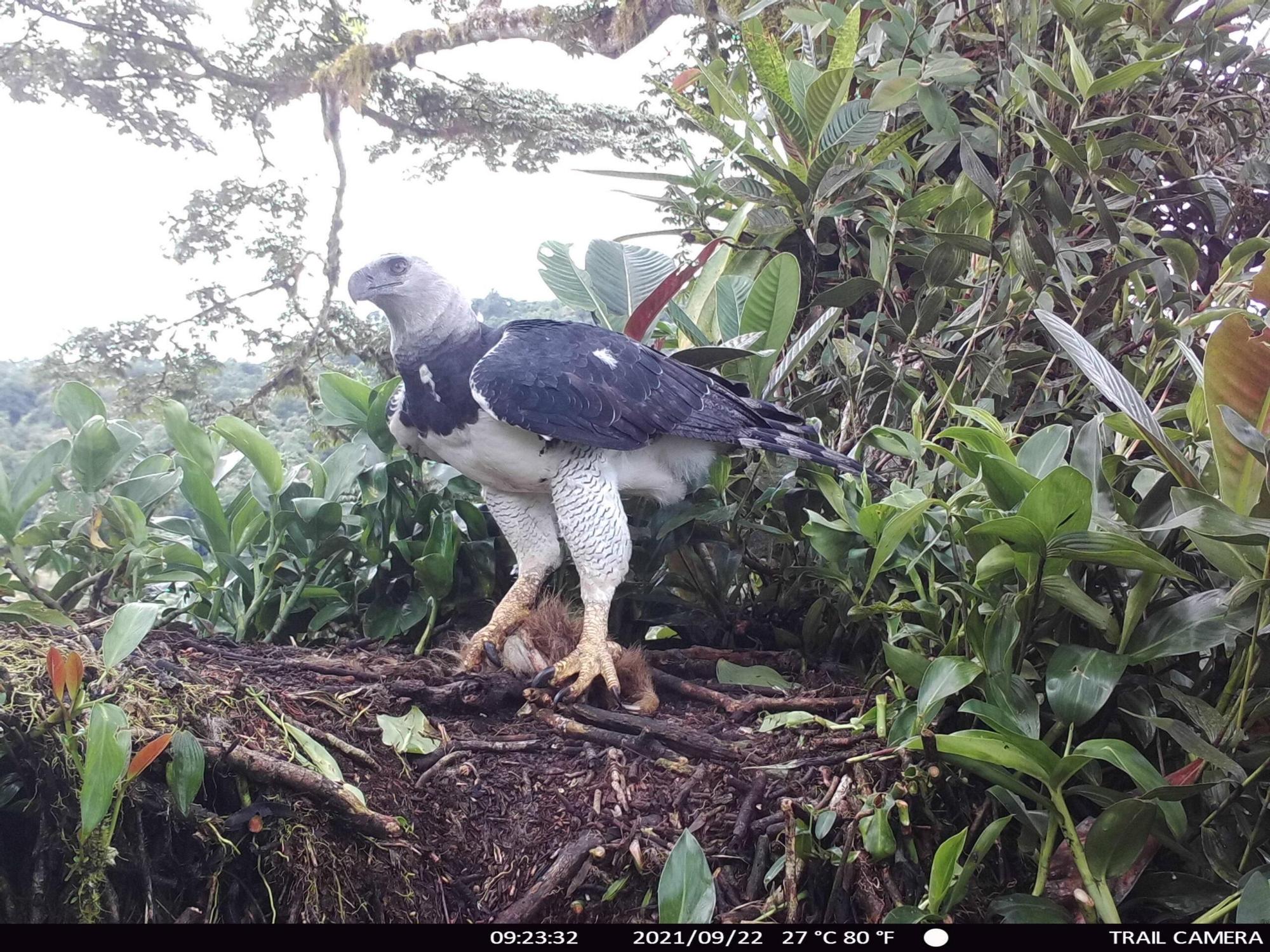 Hembra de águila harpía en el Chocó, en su nido a 35 metros de altura, fotografiada con cámara trampa instalada por el equipo del Proyecto Grandes Rapaces Colombia (PGRC). Foto: cortesía Mateo Giraldo Amaya