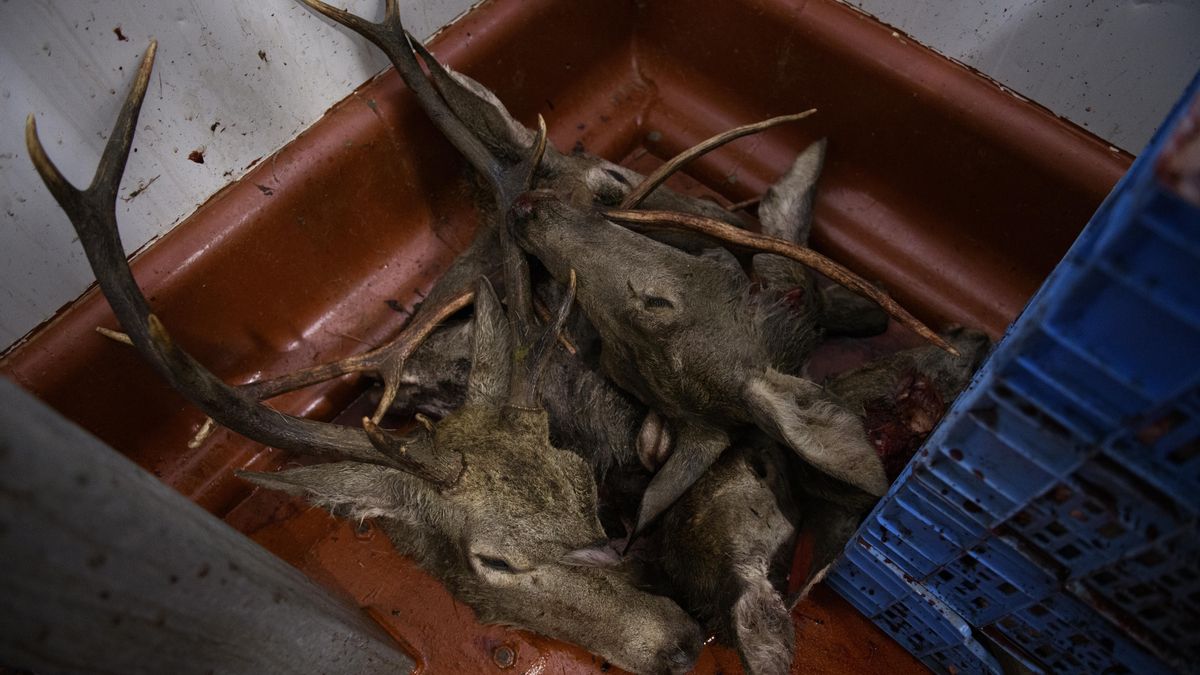 Cabezas de venado tras una cacería.