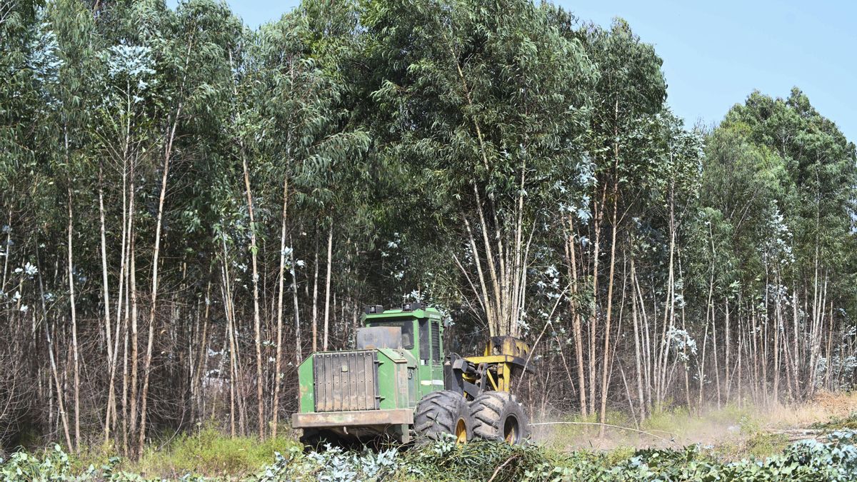 Analizar hojas caídas permite investigar sin tocar el paisaje ni alterar los ecosistemas del entorno