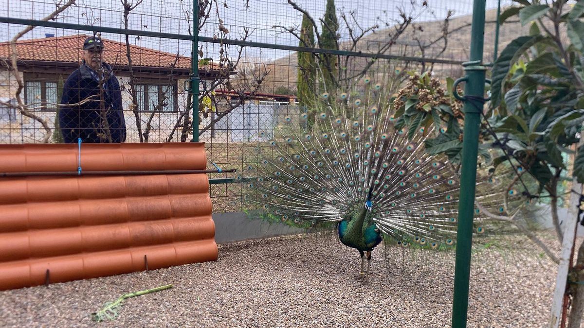 Una vida dedicada a los animales: el matrimonio que ha criado cientos de pavos reales por afición en un pueblo riojano