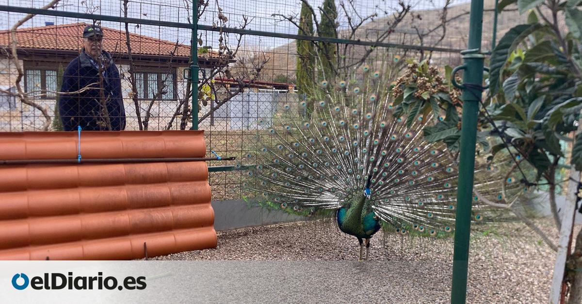 Una vida dedicada a los animales: el matrimonio que ha criado cientos de pavos reales por afición en un pueblo riojano