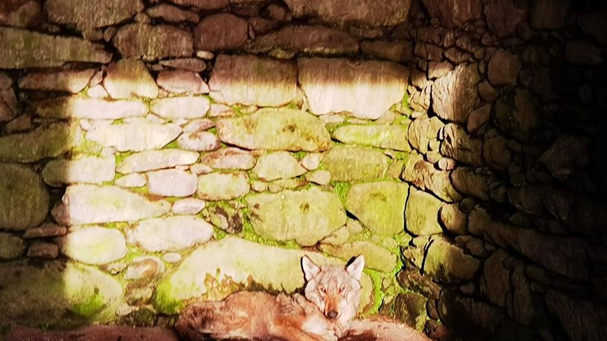El misterio del lobo que se aventuró entre humanos en busca de un lugar donde morir