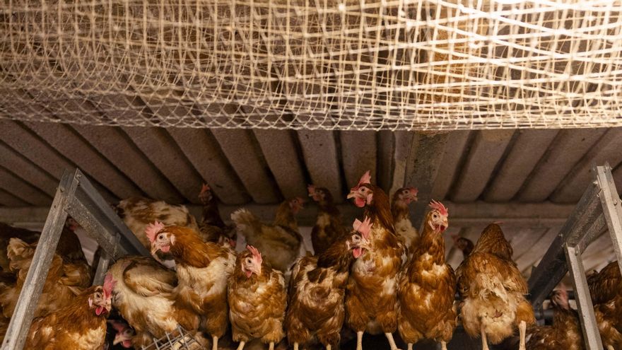 Los animalistas ofrecen sus santuarios para evitar el sacrificio de las gallinas de la 'granja de los horrores' de Mallorca