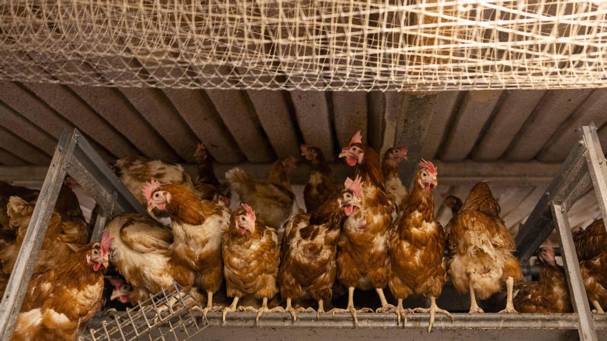 Gallinas en la macrogranja de Llucmajor denunciada ante la Fiscalía