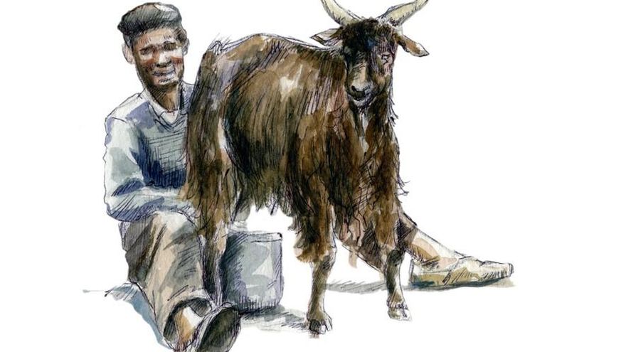 Ordeño tradicional. Dibujo Miguel Ángel Brito.