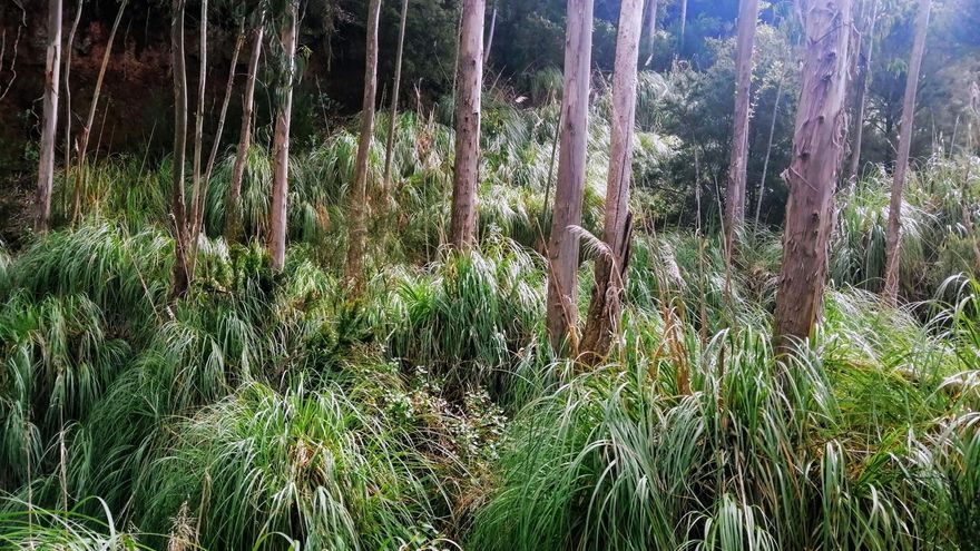 El Cabildo de Tenerife elimina más de 1.000 ejemplares de plumacho argentino en los últimos dos años, una especie exótica invasora