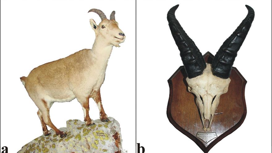 Celia, el último ejemplar de bucardo de los Pirineos/Trofeo de propiedad privada de 140 años conservado en Pau (Fracia)