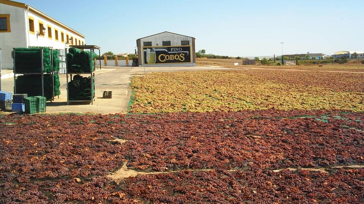 Uvas en la pasera al sol para elaborar el vino Pedro Ximénez con el que se elabora la salsa PX para MacDonald's.