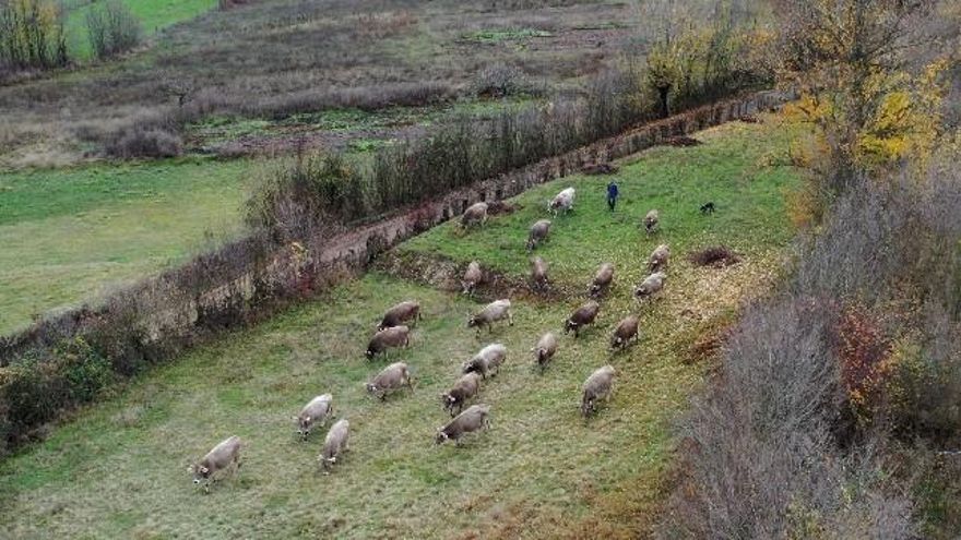 Sebes en el valle del Bernesga. // Víctor Casas