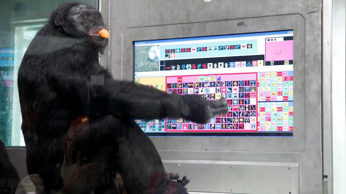 El bobobo Kanzi aprendió también un idioma simbólico.